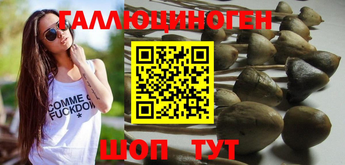 Псилоцибиновые грибы Psilocybine cubensis Железногорск